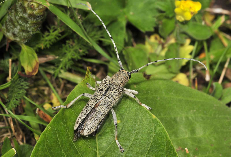 Cerambicydae da det. - Saperda carcharias